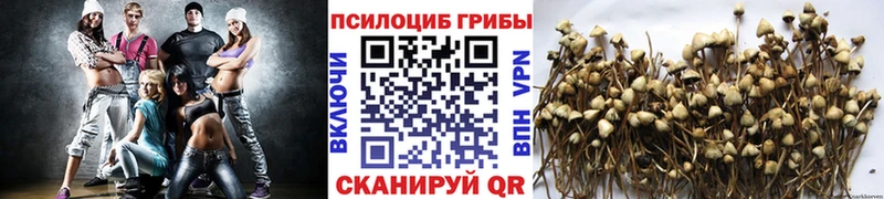 Галлюциногенные грибы Psilocybine cubensis  Ужур 